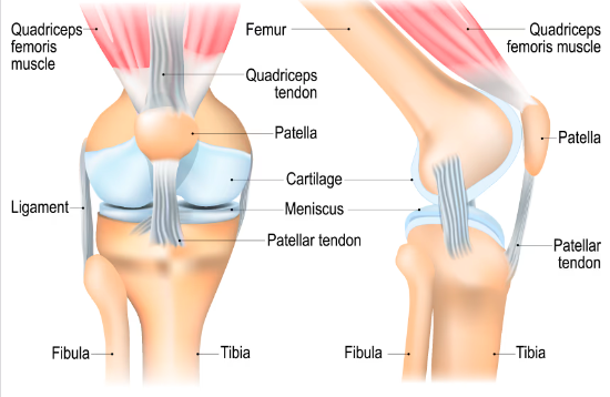 MY SPORTY CHILD HAS KNEE PAIN. WHAT'S GOING ON? 1 Screen Shot 2024 06 13 at 1.13.08 pm